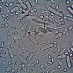 The Legal Challenges of Genetic Engineering and Biotechnology