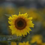 The Emotional Landscape of Intellectual Growth