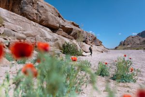 Sustainable Transportation Solutions for Challenging Ecosystem Exploration