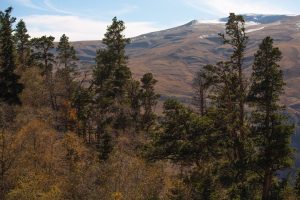 Wilderness Diaries: Untamed Experiences Beyond Civilization